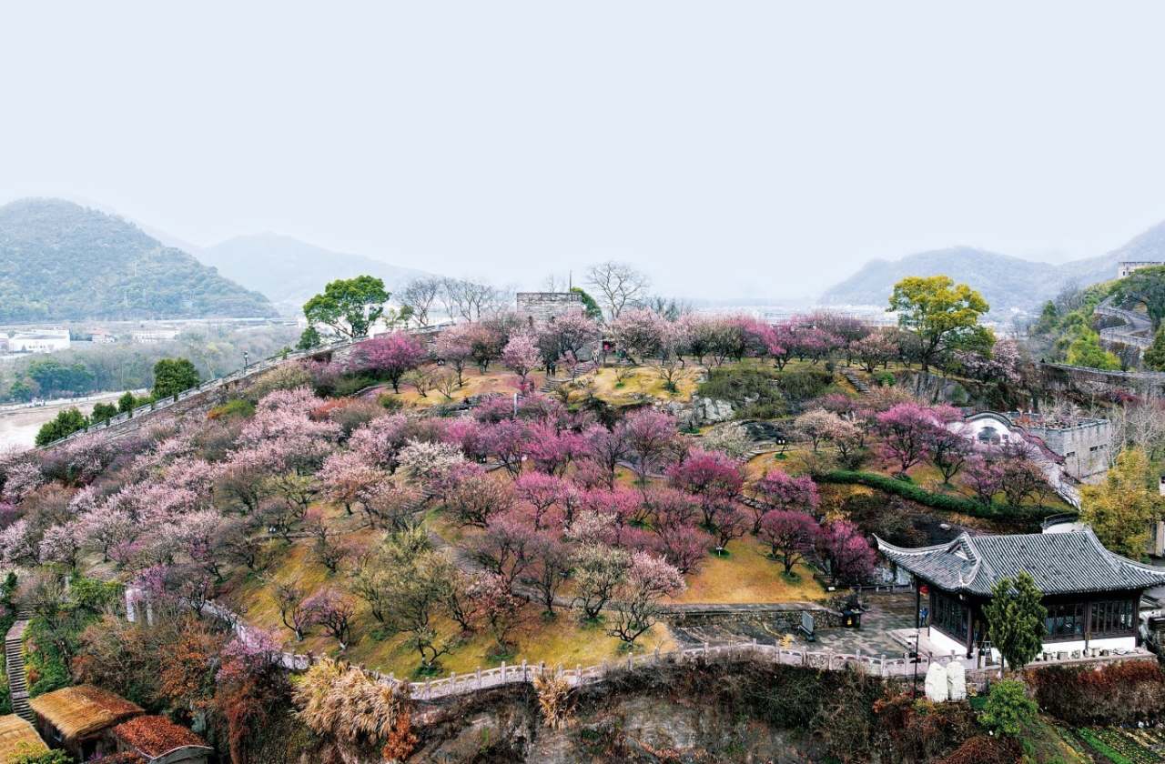 临海长城梅花(5795285)-20240229193443(1).jpg