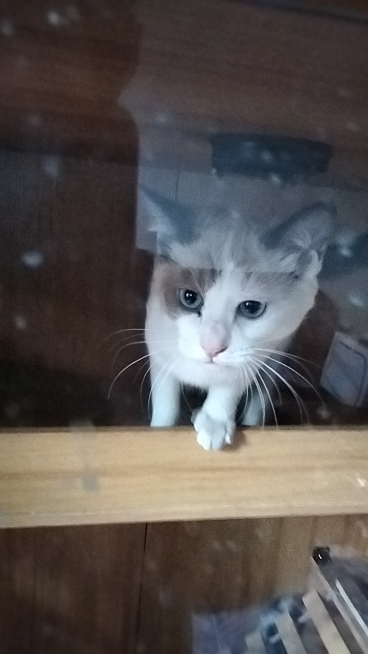 会后空翻三个月大，母布偶猫找领养