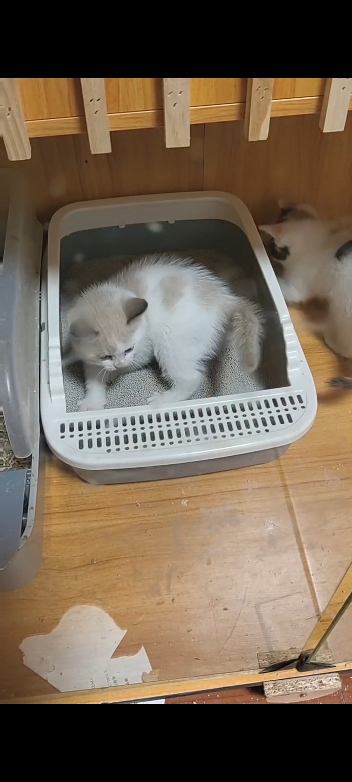 会后空翻三个月大，母布偶猫找领养