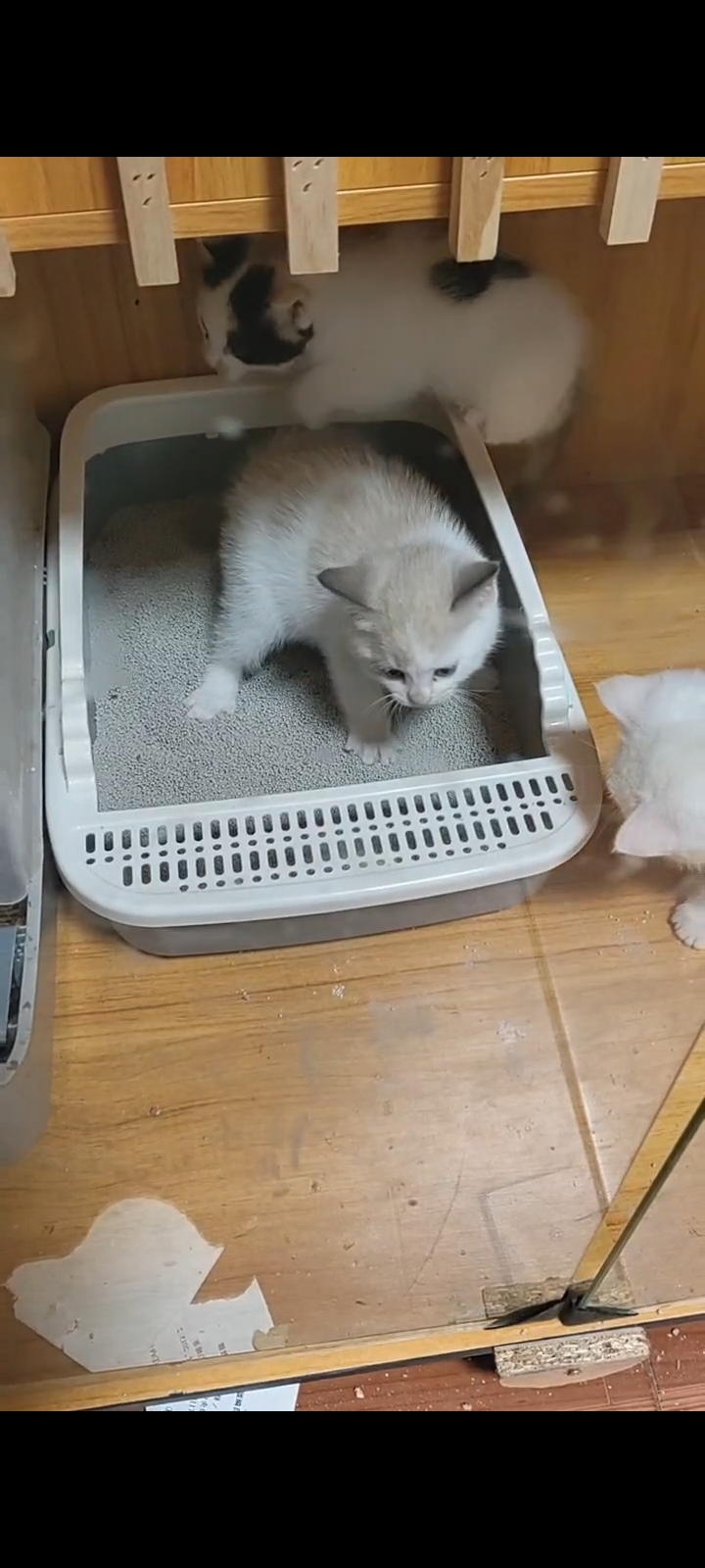 会后空翻三个月大，母布偶猫找领养